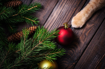 Christmas card close-up with cat, fir tree with cones and gifts.