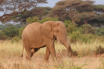 Obraz premium słoń