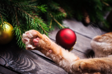 Christmas card close-up with cat, fir tree with cones and gifts.