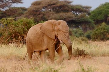 elephant