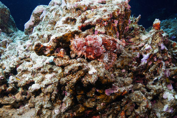 Scorpion fish at the Red Sea, Egypt