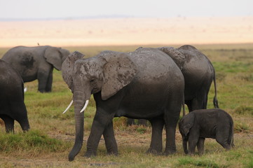 Obraz premium elephant