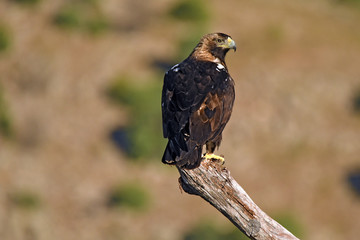Aguila imperial ibérica