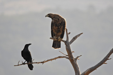 Aguila imperial ibérica