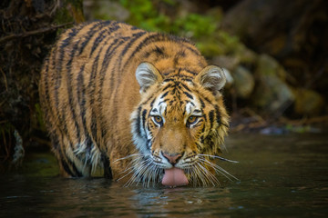 Plakat Young Siberian Tiger standing in a river and drinking water. Pink tongue out of its mouth. Beautiful and amazing hunter, yet endangered species. Black stripes on orange and white fur body.