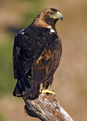 Aguila imperial ibérica