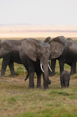 Fototapeta premium elephant