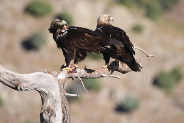 Aguila imperial ibérica