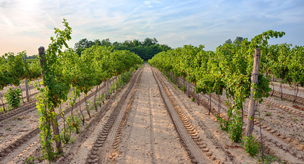 Obraz premium Vineyard in Europe