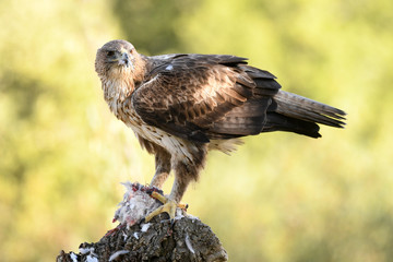 Aguila perdicera en la sierra