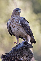 Aguila perdicera en la sierra