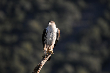 Aguila perdicera en la sierra