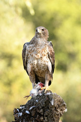 Aguila perdicera en la sierra
