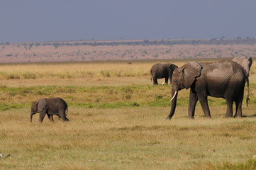 elephant