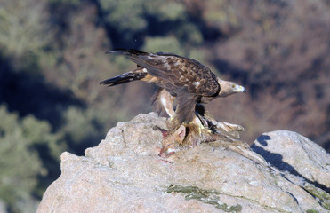 Aguila real en la montaña