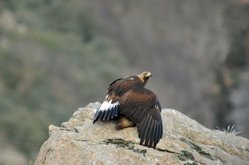Aguila real en la montaña
