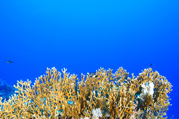 Coral Reef at the Red Sea, Egypt