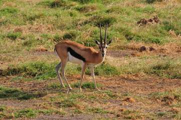 antilope