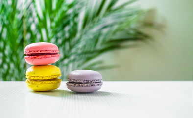 three macaroons cookies on a light background with a palm tree at the back. Copy space.