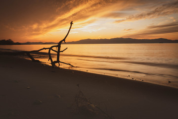 琵琶湖の浜の夕景と流木のシルエット