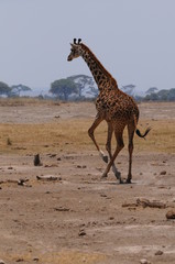 girafe