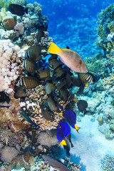 Coral Reef at the Red Sea Egypt