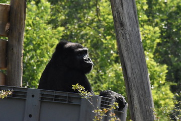 Beauval