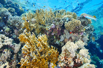 Coral Reef at the Red Sea Egypt