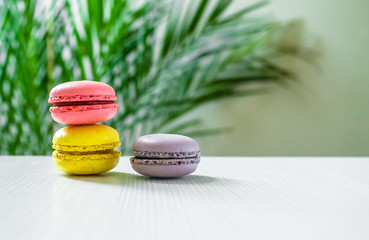 three macaroons cookies on a light background with a palm tree at the back. Copy space.