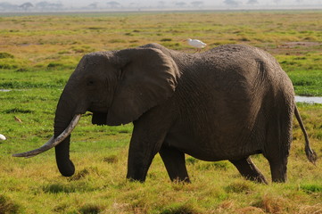 Fototapeta premium elephant