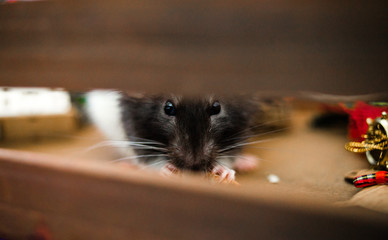 Obraz premium Funny rat peeks out from a basket