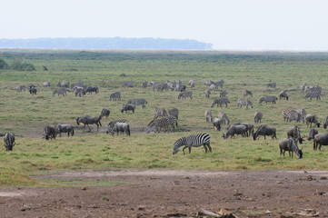 Fototapeta na wymiar zebre dans la savane