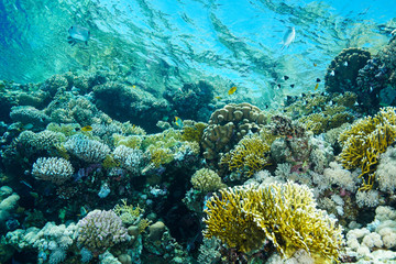 Coral Reef at the Red Sea Egypt