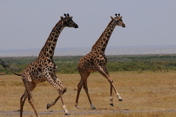 Naklejka na ściany i meble deux giraffes dans la savane