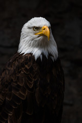 Regard perçant
