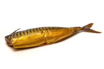Atlantic mackerel