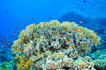 Fototapeta na wymiar Coral Reef at the Red Sea Egypt