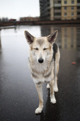 Portrait of a lonely shepherd dog looking at camera