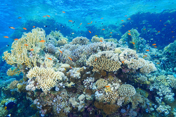 Plakat Coral Reef at the Red Sea Egypt
