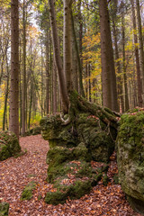 Wurzeln die Lebensadern. der Bäume erobern den Wald