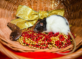 Pretty rat playing with cones in a decorated basket. Symbol of the year 2020 according to the Chinese horoscope.