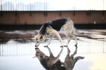Side view at a shepherd dog sniffing road in city
