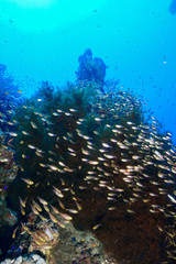 Fototapeta na wymiar School of fish at the Red Sea, Egypt