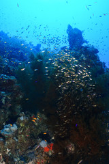 School of fish at the Red Sea, Egypt