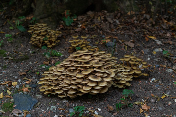 Mushrooms in the forest, popped up after rain in autumn. Big group of capped mushrooms.