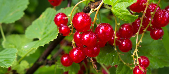 Fresh juicy red currant berries on bush branches in the garden close-up of a summer sunny day