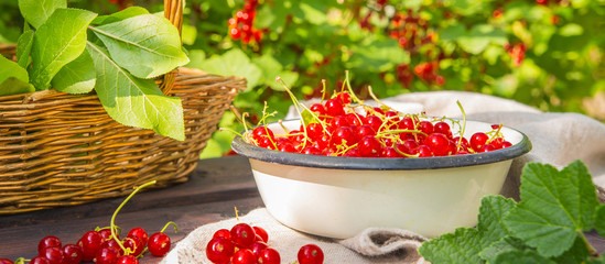 Fresh juicy red currant berries in a wicker basket on a wooden table in the garden and a girl in a shirt collects and cleans berries on a summer sunny day with a copy of the space