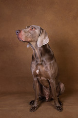 Pointer dog with tongue out looking aside