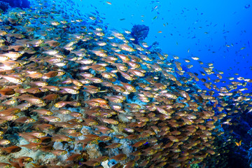 School of fish at the Red Sea, Egypt