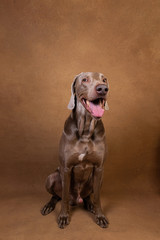 Pointer dog with tongue out looking at camera